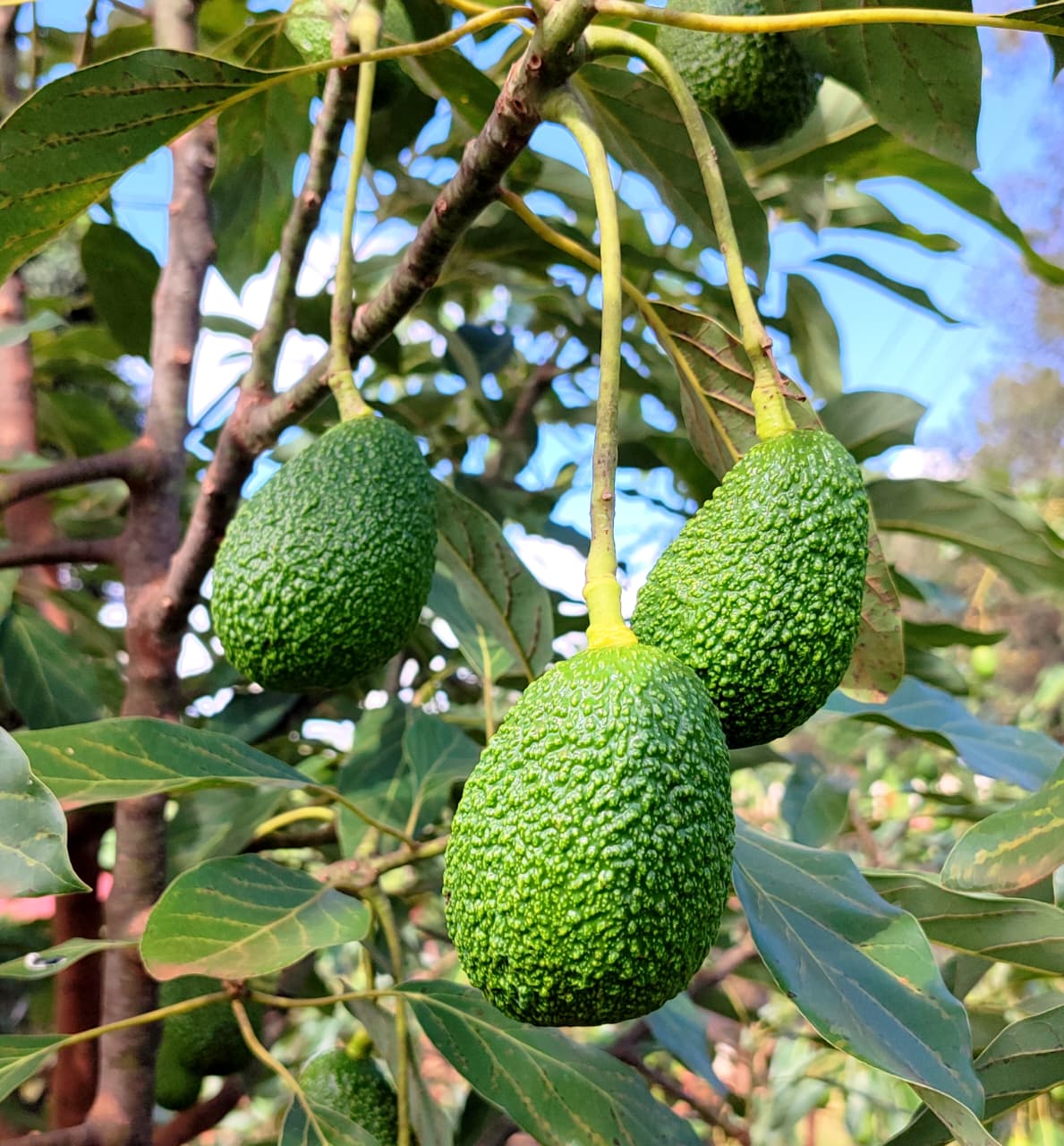 Premium Hass Avocados