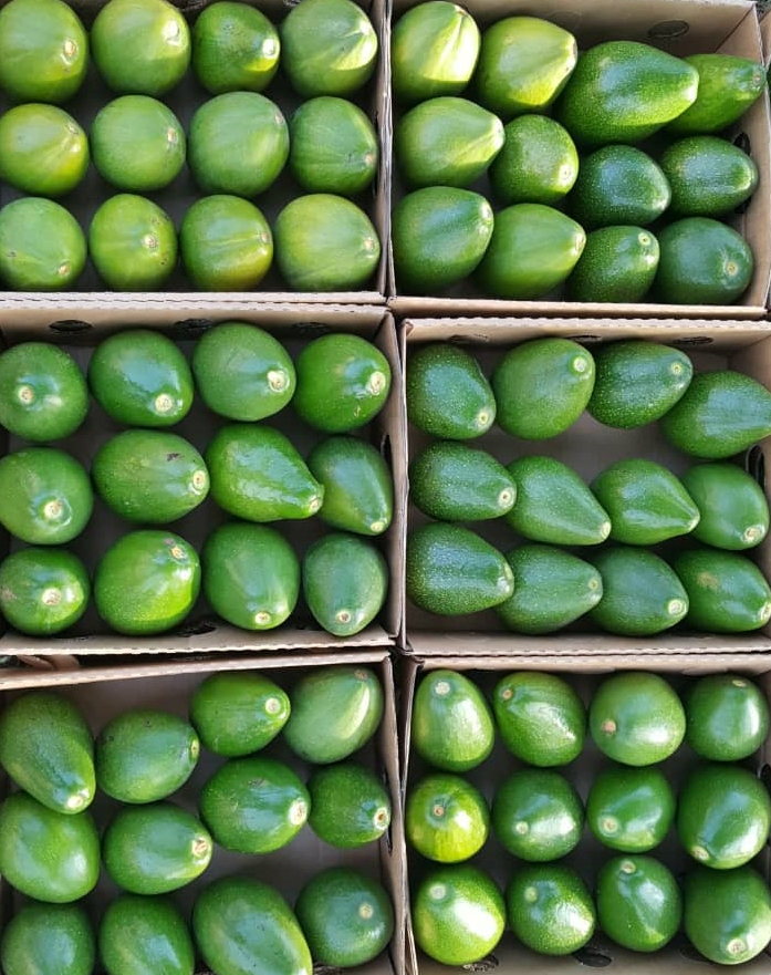 Premium Fuerte Avocados