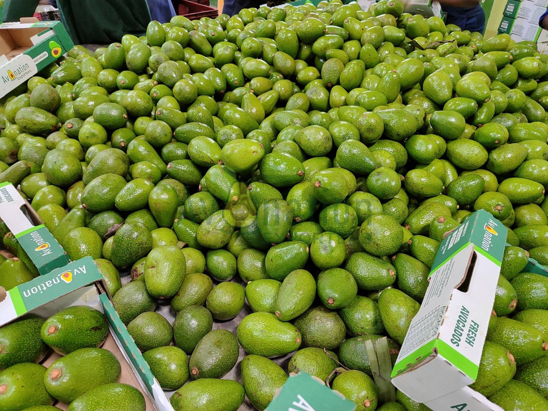 Avocado